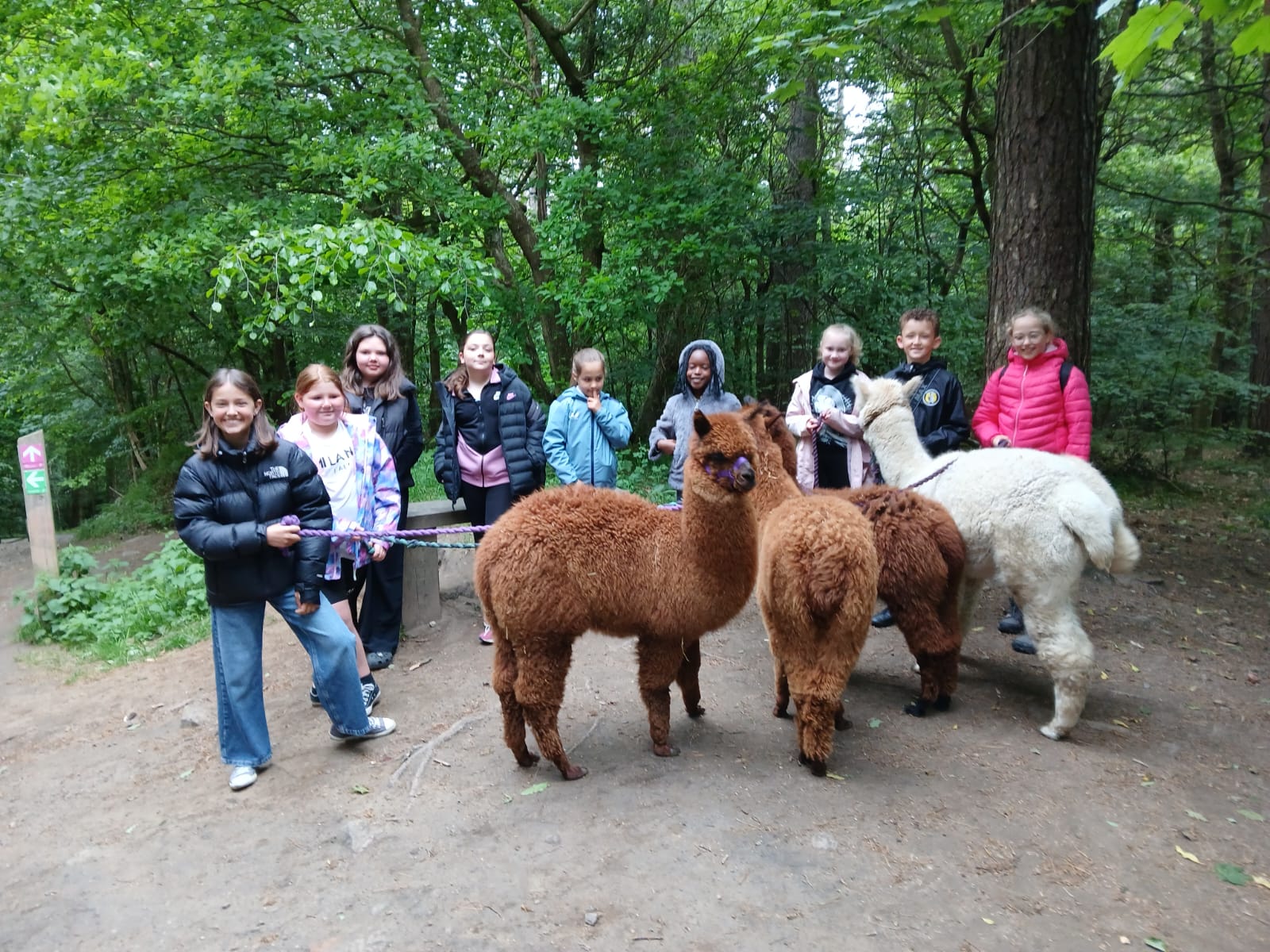 Group of young carers walking alpacas in Chopwell Woods