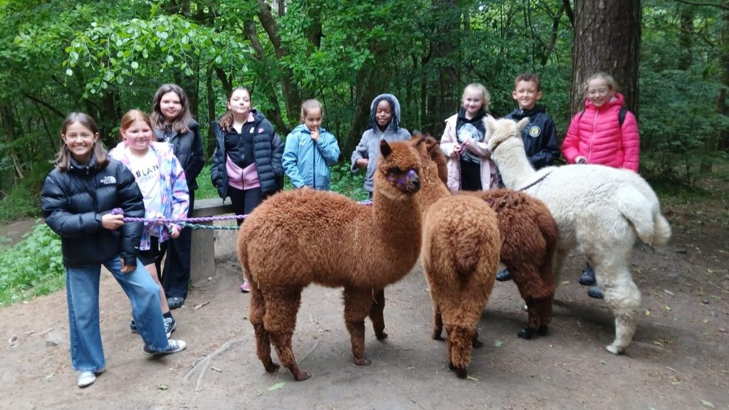 Group of young carers walking alpacas in Chopwell Woods